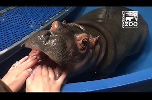 Fiona the Baby Hippo and the Importance of Dental Hygiene | The Mary Sue