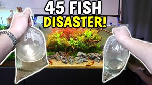 135K views · 2K reactions | Today we add a bunch of new fish to the "centerpiece" planted aquarium. Things took an unfortunate turn when adding the new fish. Unfortunately the CO2 concentration was too high in the new aquarium causing a near disaster to take place. Luckily, I caught the issues almost immediately and was able to re-oxygenate the aquarium saving pretty much all the fish. | Aquapros | Facebook