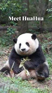 How Do I Tell China's Superstar Pandas Apart? (My Guide to Hua Hua & Meng Lan)