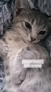 84K views · 4.3K reactions | Warning (angry cat sounds) Even after 3...