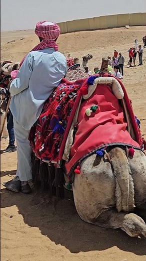 The work of an Egyptian camel#egypt#pyramid#camel
