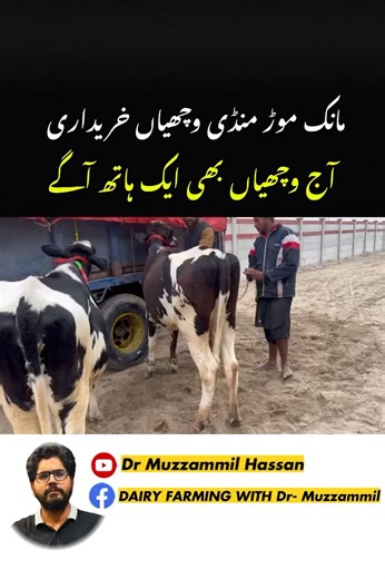 #DairyFarmingPakistan #LivestockPakistan #MilkProductionPK #PakistaniFarmers #RuralPakistan #AgriAwarenessPK #DairyIndustryPK #CattleFarmingPK #BuffaloFarming #SustainableFarmingPK #HalalMilk #FoodSecurityPakistan #VillageLifePK #AgriculturePakistan #FarmersOfPakistan #newyear2026 | Dairy Farming with Dr-Muzzammil