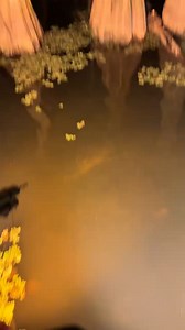 5.1M views · 54K reactions | 10 footer from last night to make it 20 for 20 on the season. Featured in this video is El Capitan forgetting to knock the safety off like a rookie and having to run to the other side the boat to put a backup arrow in the gator. Goes to show you that you are never so much of an expert at something that you can’t screw it up #alligator #airboats #alligatorhunting #UmarexUSA #umarexairsaber #umarex #bowfishing | Renegade Bowfishing LLC | Facebook