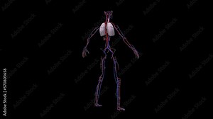 Daemon cardio vascular rotation 360 degree loop. 3D illustration of human internal organs with included alpha channel