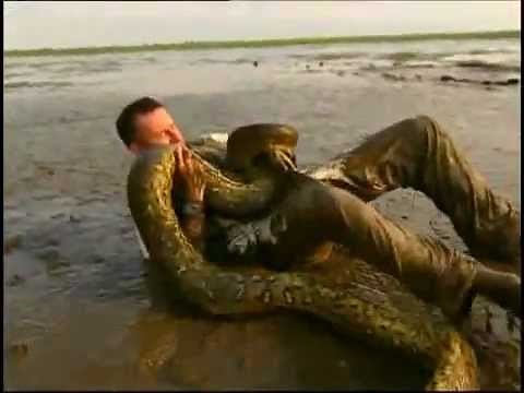 anaconda vs humano ...