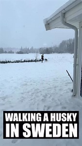 Walking a husky in Sweden… #husky #huskies #siberianhusky #siberianhuskies #huskiesofinsta #huskiesofig #huskyworld #malamute #puppies #dogs #funny #sweden #sverige #funnydogs #huskydog #snowdog | Sixty Formula