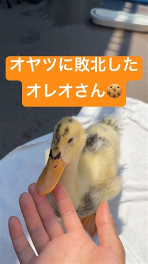 オヤツ🥬くれ！な現金オレオさん🍪オヤツがないとわかった後のとぼとぼ歩く後ろ姿が可愛すぎる！ #animals #癒し #cute #duck #動物 #アヒル #ペット #pets