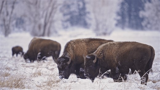 Federal decision revokes bison grazing permits in Montana after years of legal challenges