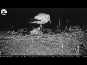 Storchennest-Hedeper