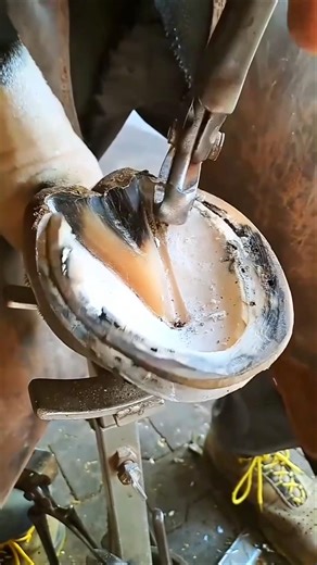 The horse's leg is injured! #shorts