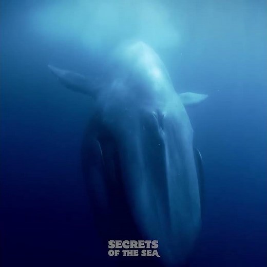 Secrets of the Sea - Swimming with a Blue Whale