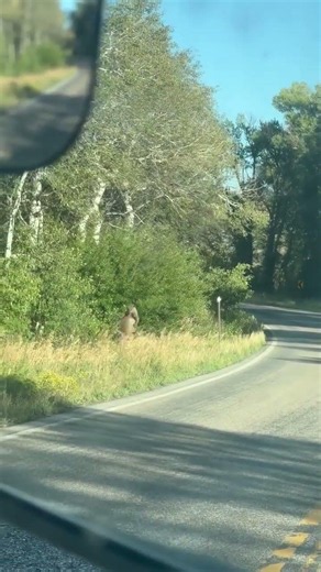 Wyoming real life Mountain lion attacking big buck deer. #reallife #deer #cougar #mountainlion