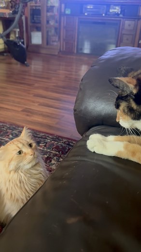 5.8K views · 352 reactions | 21 years old cat ignoring the kitty? #catlover #catlife #catlovers #FunnyCats #orangecat #calicocat #calico #oldcat #seniorcats #lovecats #familycat @topfans | Kitty lucky | Facebook
