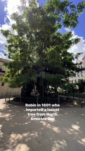 Wow super old tree in Paris! And guess what… it’s American 😂 | Urbanist Ariel