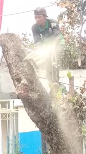 biggest tree feeling skills Techniques #shortvideo #woodworking #chainsaw