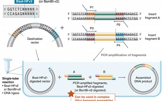 金门组装克隆，给你讲明白到家！Golden gate assembly cloning