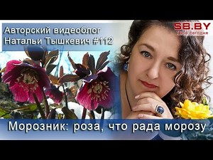 Hellebore: planting and care in the open field, types and varieties with photos