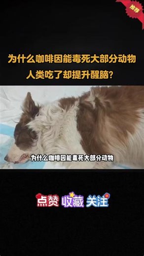 为什么咖啡因能毒死大部分动物，而人类喝了却能够提神？ #咖啡因 #热点 #科普一下
