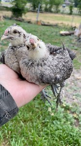 386K views · 10K reactions | Cute little chicks  So unique and adorable 殺 They’ve got 5–6 toes on each foot—like, what?! And their color… totally alien vibes  #chickenlover #backyardchickens #adorable #favorite #unique #fypシ #reelsfb #adsonreels #follow #animals #silkies #reelsfb #chicks | My lovely Animals | Facebook