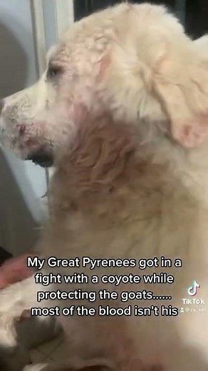 My Great Pyrenees Simba Killed a coyote and everyone on TikTok went crazy over it