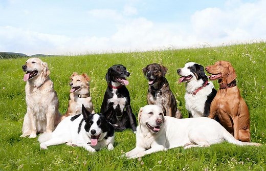 How to Figure Out What Breed Your Dog Is: 6 Methods | LoveToKnow Pets