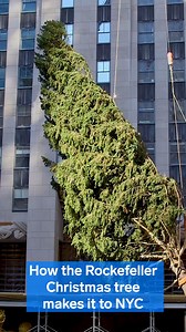 64K views · 451 reactions | This year's iconic Rockefeller Christmas tree was found in someone's yard in Oneonta, NY four years ago. To get the donated, 75-foot-tall tree to Manhattan took a team of dozens of workers, huge cranes, and a 115-foot trailer. While this year's Norway Spruce ended up as full and bright as past years', it had its fair share of viral moments, with an orphaned owl, COVID-19 restrictions, and rumors of tree extensions. | Culture Insider | Facebook