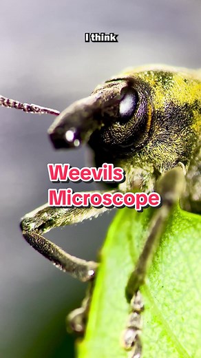 Discovering the Mysterious Weevil: Long Nose or Snout?