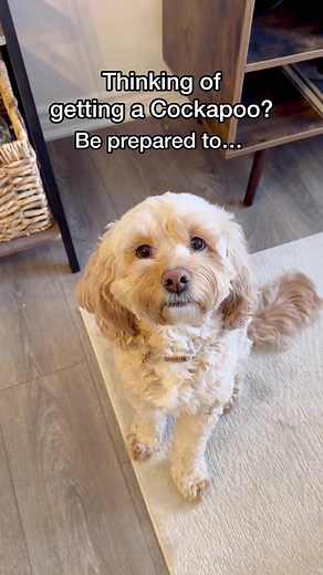 Adorable Cockapoo Puppy Compilation | Cute Dog Videos