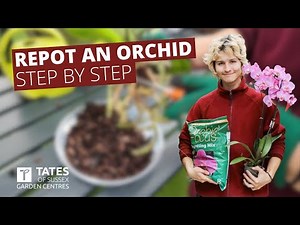 How To Repot An Orchid | Simple Step-by-Step Guide