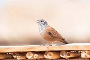 How Do Birds Sing?