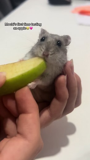 That damn smirk😭🥹#fy #fyp #hammy #dwarf #dwarf #hamster #funny #apple 💗🐹