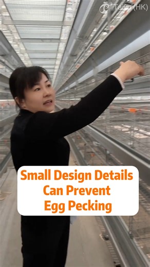 Alice_ poultry_farm_equipment on Instagram: "Small Design Details Can Prevent Egg Pecking 🥚 Nest And Cage Structure ~Well sized nests reduce egg pecking incidents by 25 percent through better egg concealment. ~Soft nest flooring lowers egg breakage and discourages hens from pecking exposed shells. ~Proper cage angles allow eggs to roll away quickly, reducing contact time with hens. 💡 Lighting And Visual Control ~Moderate light intensity around 10 lux helps calm hens and reduce aggressive behav