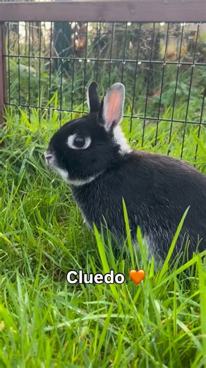 Meet Cluedo 🐰 Cluedo was the only bunny at the shelter who didn’t get to enjoy a foster home over Christmas, we hope his luck is about to change. 💔 This petite little gentleman came into our care after being found as a stray by our inspectors. It was clear he had been well loved at some point, as he arrived in great condition with the friendliest nature. Sadly, no one came forward to claim him. He is now ready to find a loving forever home. At just 1 year old, Cluedo is a Netherland Dwarf with