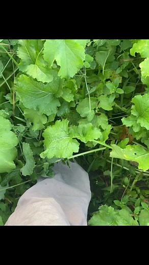 “This 7 CARD STUD food plot mix was a winner this year. Just took down the fence and hope to harvest a deer soon.” | Evolved