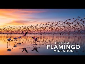 Witness The Great Flamingo Migration: An Unforgettable Journey of Pink Wings