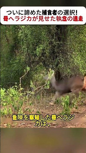 ついに諦めた捕食者の選択！ 母ヘラジカが見せた執念の逃走 #サバイバルストーリー #自然界の戦い #野生ドキュメンタリー #動物映像 #感動の瞬間