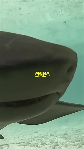 Shark bumps right into my GoPro! #shark #fishing #wildanimals #caribbean #gopro