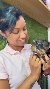 68 reactions | 曆❤️曆 MINUSCULE! BB Miniature YORKIE  Small Baby with Big 﫶! INFO : Kelina ☎️ 5941 6976 #WeAreOneTeam❤️ #zoomaniamauritiuspetshop #yorkshireterriersofinstagram #yorkielove #yorkiepuppy #yorkiesofinstagram | Zoomania Mauritius | Facebook