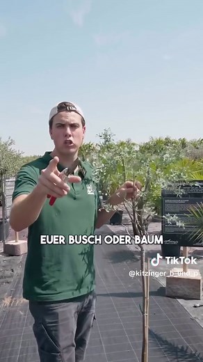 Eukalyptus richtig schneiden im Sommer