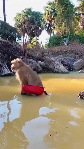 Macaquinho Neto: Humor e Perigo no Mundo Animal