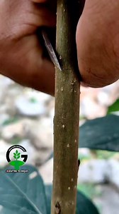 Grafting plants | Fruit tree grafting techniques in summer #bonsai #gardening #agriculture #viralreels | Easy Grafting Techniques