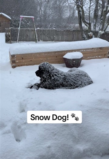Newfie Dog Enjoys Snowy Adventures in Scotland