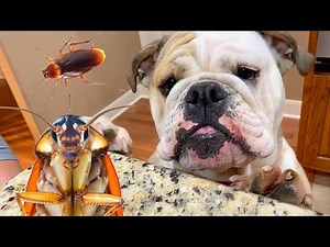 CUTE BULLDOG REACTS to a GIANT COCKROACH! My Funny Dog LOLA!