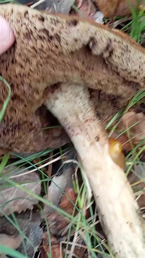 Mushroom Identification and First Aid Tips