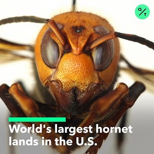 🐝 More than two inches long, the world’s largest hornet has now been found in Washington state. It carries a painful, sometimes lethal sting and preys on honey bees. | Bloomberg Originals
