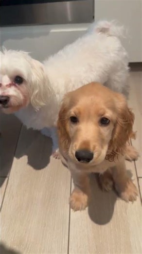 English cocker Spaniel and maltese