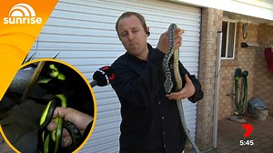 A Gold Coast family have been shocked to discover six snakes mating in their roof cavity, wrapped together in a so-called 'snake ball' | Sunrise