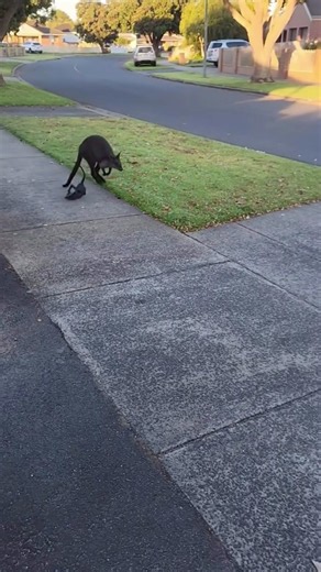 You forgot your baby kangaroo — Give him kisses rn