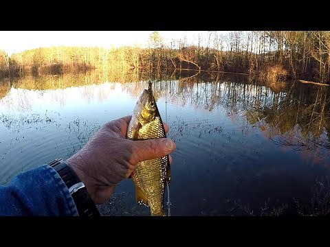 How To Catch Golden Shiners - Great For Live Bait!