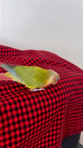 POV: I Would Walk 500 Miles 🦜💪